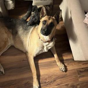 Image of Bruce, Lost Dog