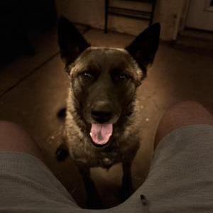Image of Shuri, Lost Dog