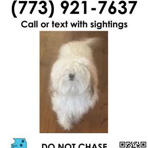Lost Dog Amire