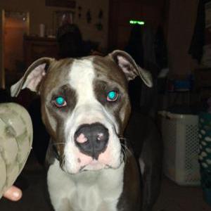 Image of Braxson, Lost Dog