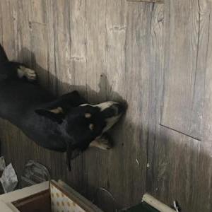 Image of Sire, Lost Dog