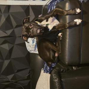 Image of Cooper, Lost Dog