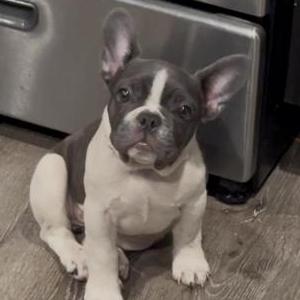 Image of Emeryld Mae Herron, Lost Dog