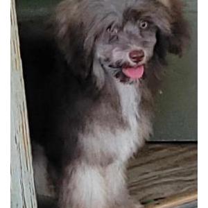 Image of DeDe, Lost Dog