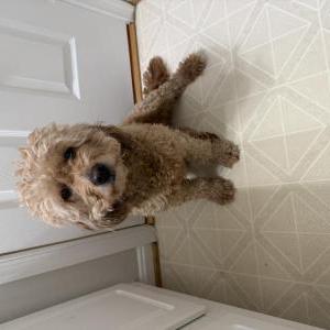 Image of Gracie, Lost Dog