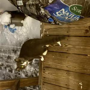 Image of Unknown, Found Cat