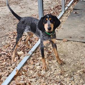 Lost Dog Molly