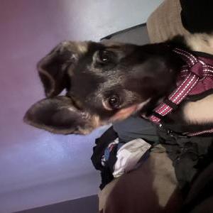 Image of bella, Lost Dog