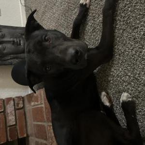 Image of Unknown, Found Dog