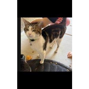 Image of Berrus, Lost Cat