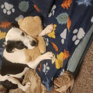 Lost Dog Izzy