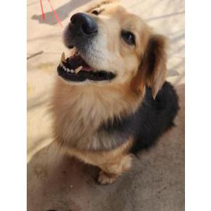 Image of Unknown, Found Dog