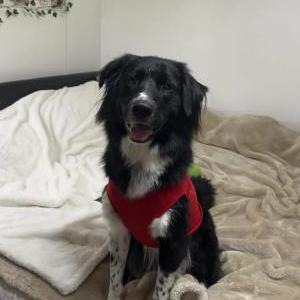 Image of Bo, Lost Dog