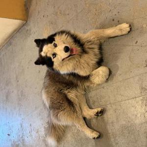 Image of Unknown, Found Dog