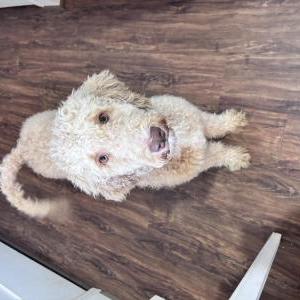 Image of Hunner, Lost Dog