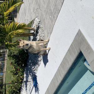 Image of Ziggy, Lost Dog