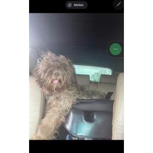 Lost Dog Remington