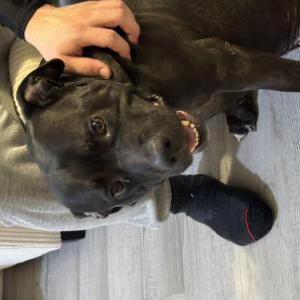 Found Dog Unknown