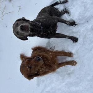 Lost Dog Bullet