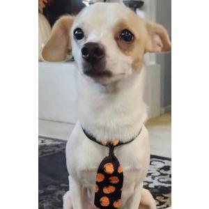 Image of Peanut, Lost Dog