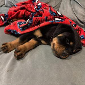 Lost Dog Sybi