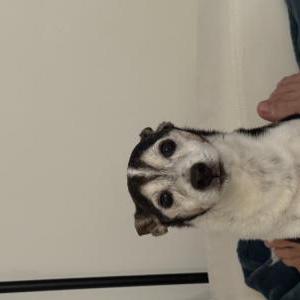 Image of Mylo, Lost Dog