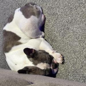 Image of Erotes, Lost Dog