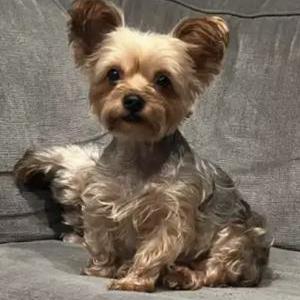Lost Dog Gucci