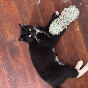 Lost Cat Oslo (Lolo)