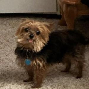 Image of Penny, Lost Dog