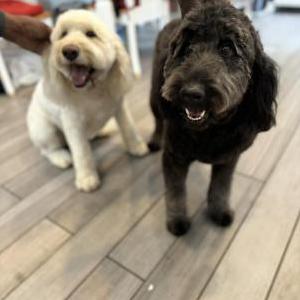 Lost Dog Zoey and Ziva