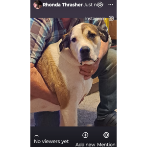 Image of Roxy, Lost Dog