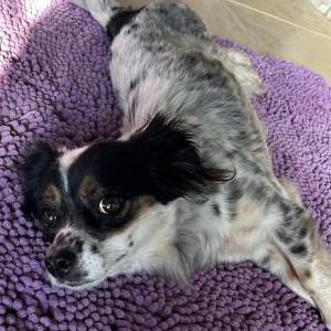 Image of Unknown, Found Dog