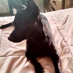 Image of Unknown, Found Dog