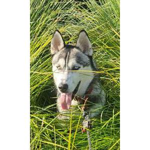 Image of Chad Derbox, Lost Dog