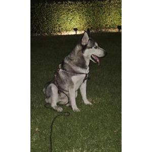 2nd Image of Chad Derbox, Lost Dog