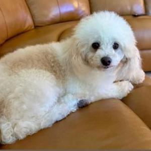 Image of Mimsy, Lost Dog