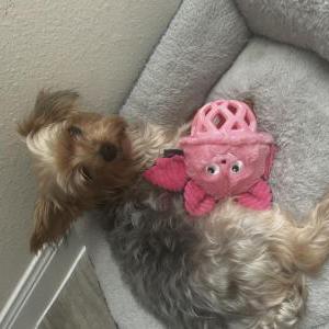 Image of Reina, Lost Dog