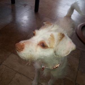 Image of Unknown, Found Dog