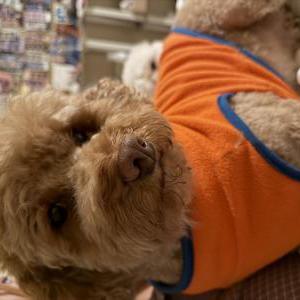 Image of Coco, Lost Dog