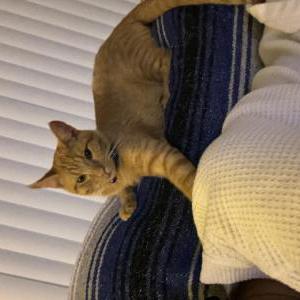 Lost Cat Simba