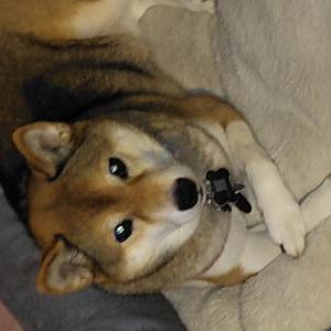Lost Dog Malachi