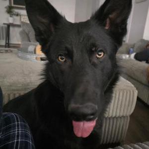 Image of Shadow, Lost Dog