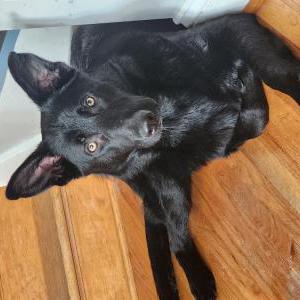 2nd Image of Shadow, Lost Dog