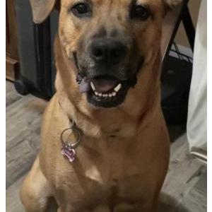Image of Nova, Lost Dog