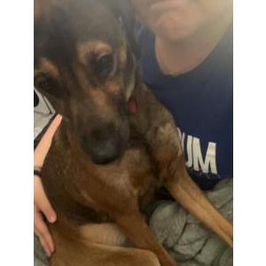 Image of Boomer (Boom boom), Lost Dog