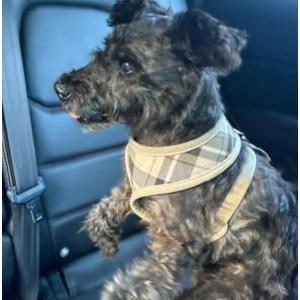 Image of Kingston, Lost Dog