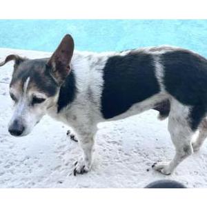 Image of Jack, Lost Dog