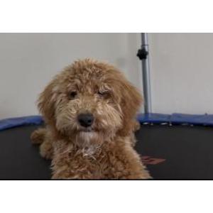 Image of Sally Girl, Lost Dog