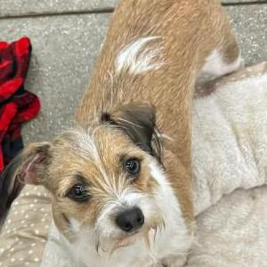 Image of Jack, Lost Dog